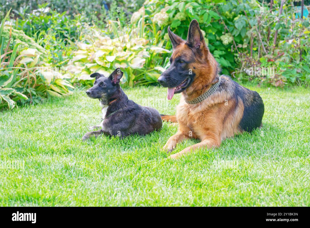 Due cani distesi sull'erba verde nelle giornate di sole Foto Stock