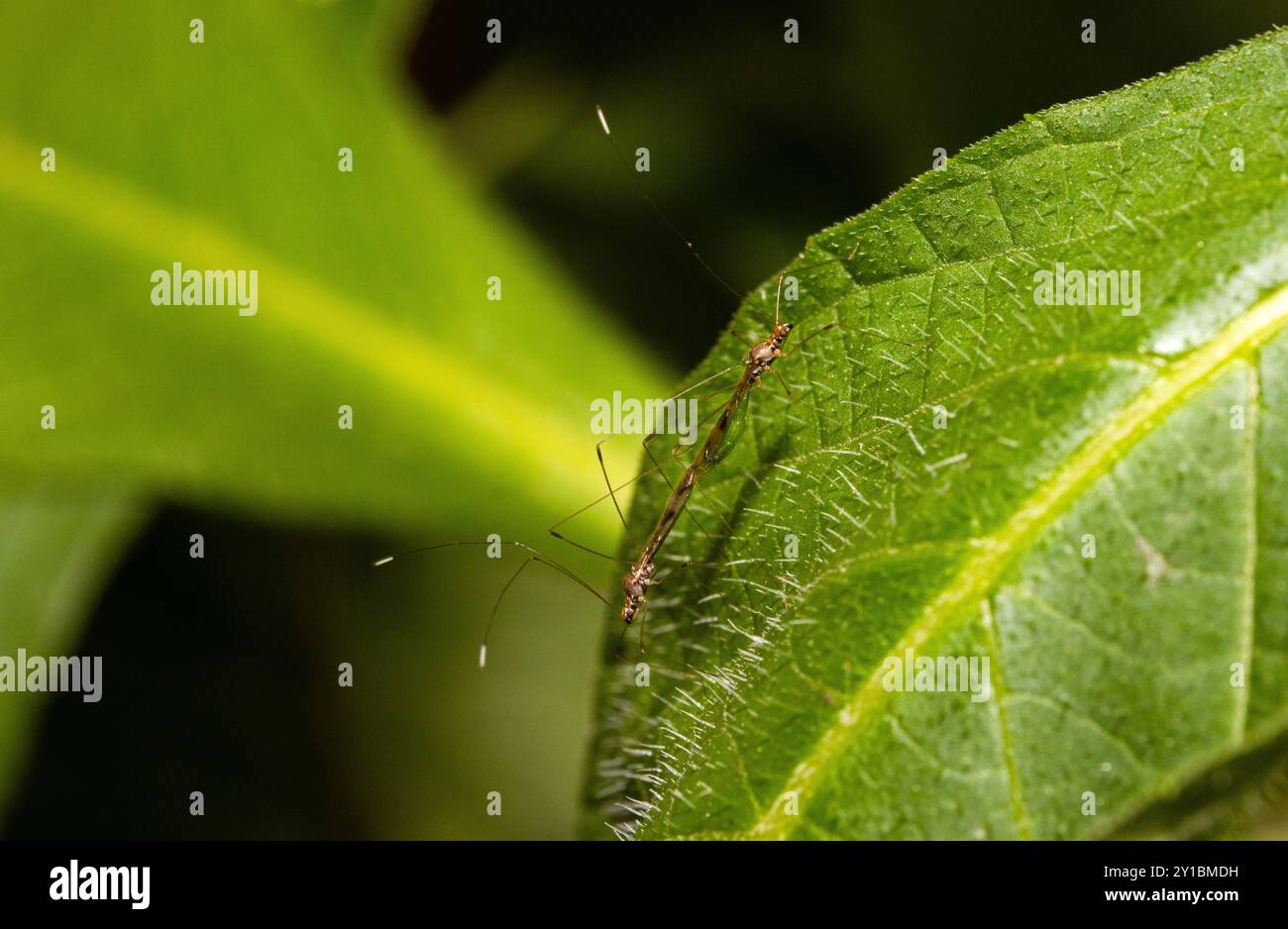 Con un'antenna estremamente lunga e un corpo sottile con un addome che si espande verso la punta, le vespe Enicospilus parassitano le falene notulidi. Foto Stock