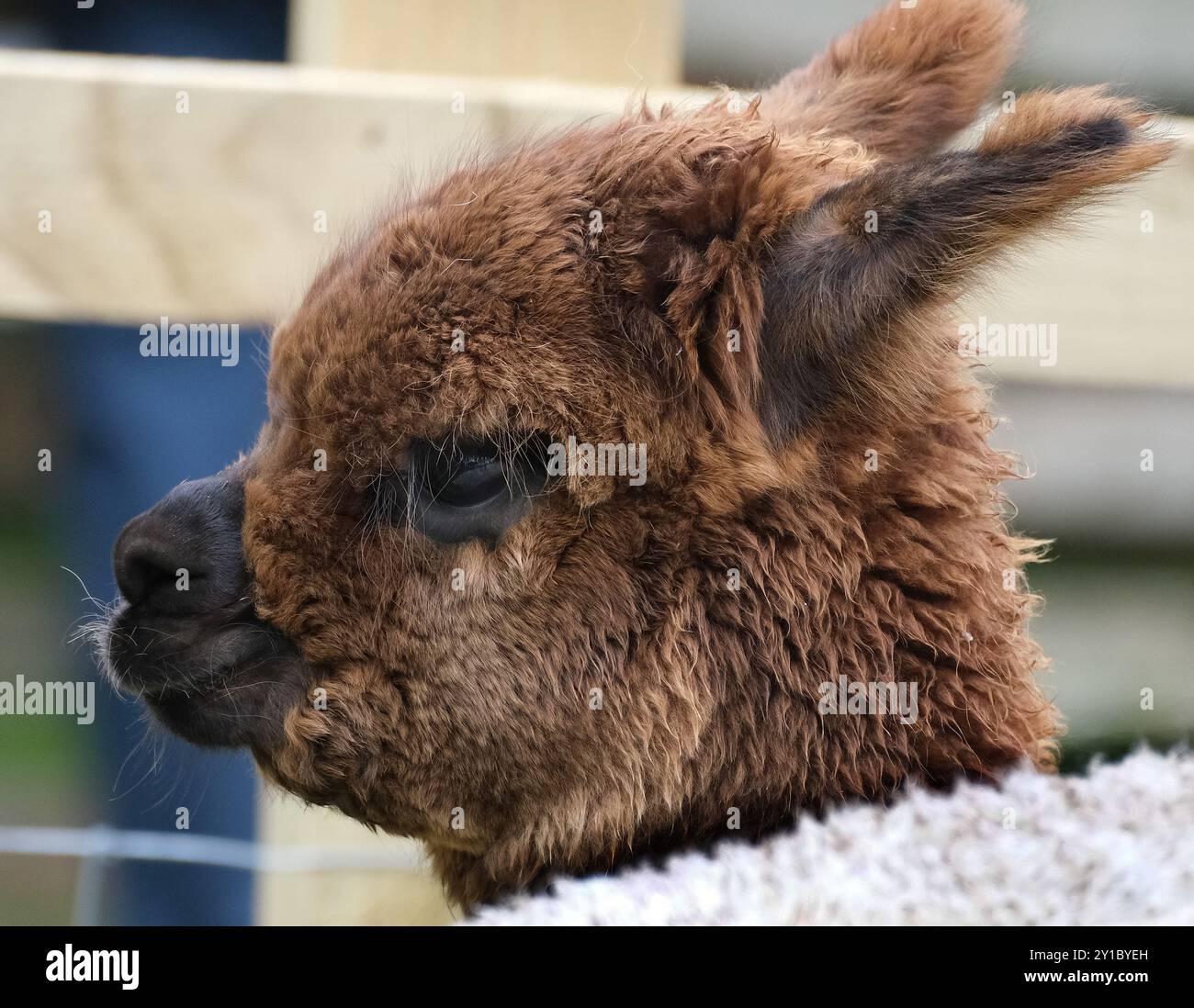 L'alpaca è una specie di mammifero camelide sudamericano. Foto Stock