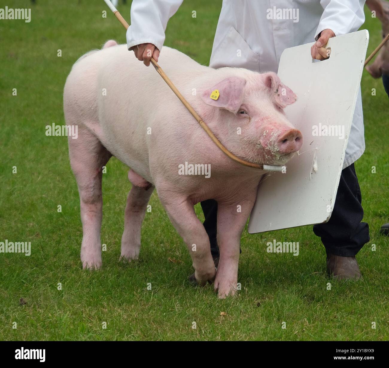 Il maiale, chiamato anche maiale o maiale, è un mammifero onnivoro, addomesticato, uniforme, con le dita dei piedi Foto Stock