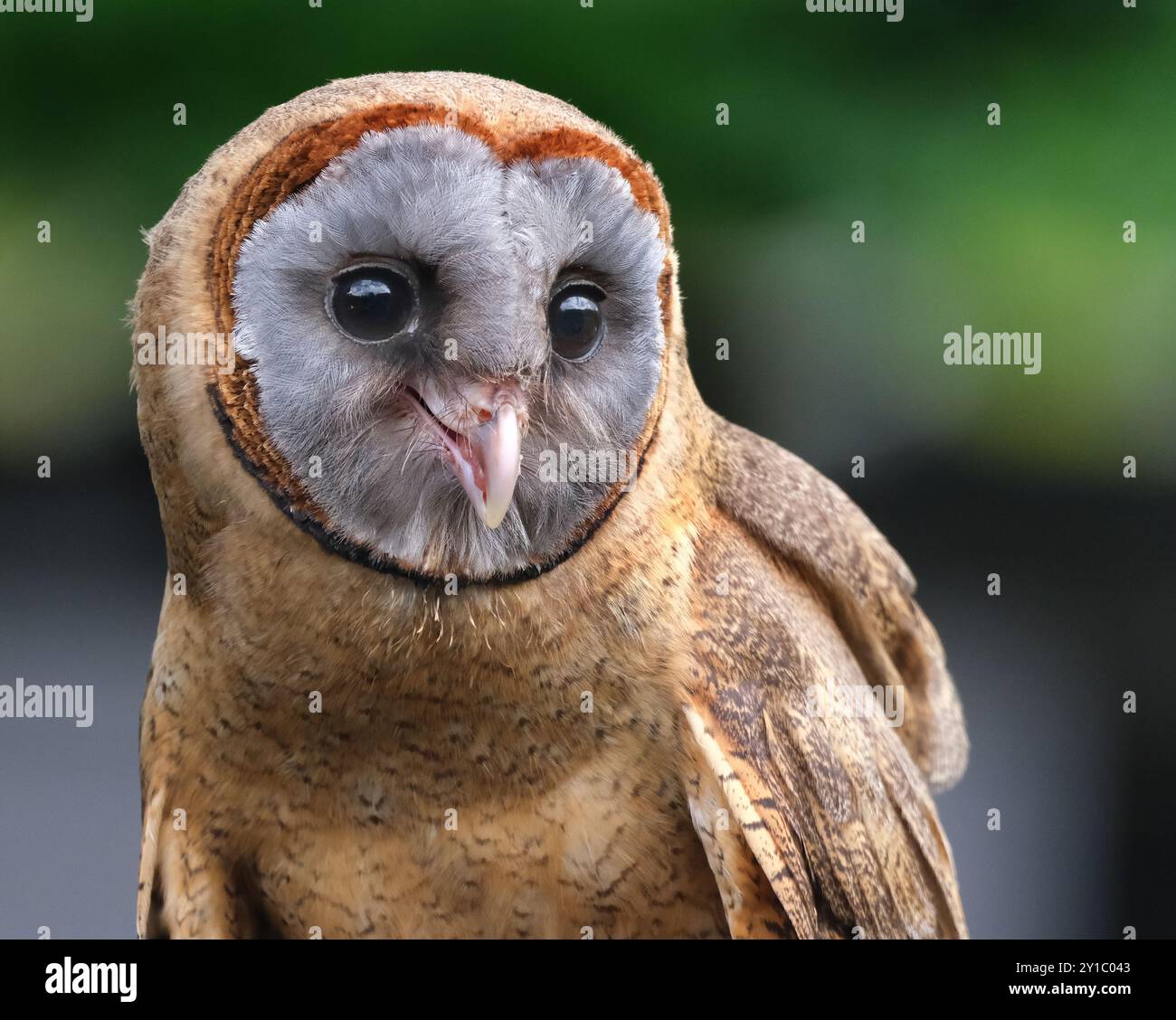 Il gufo di cenere è una specie di uccello della famiglia delle baraccopoli Tytonidae. Si trova sull'isola caraibica di Hispaniola e sulla Dominica. Foto Stock