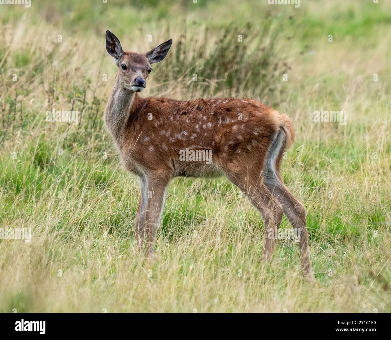 Vitello rosso cervo Foto Stock