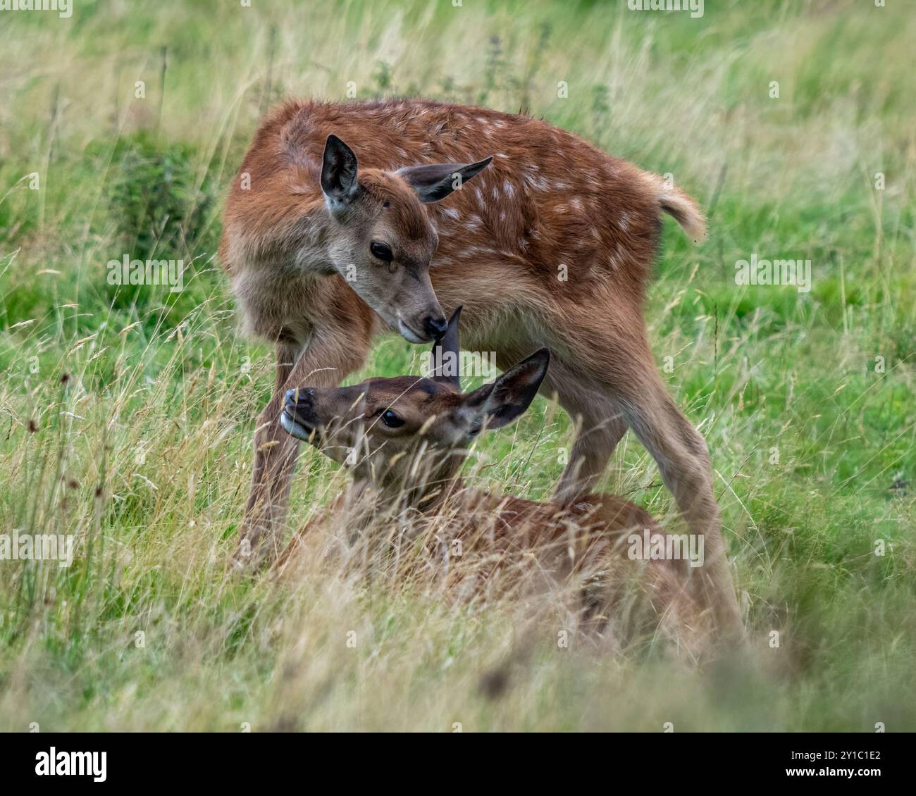 Vitello rosso cervo Foto Stock
