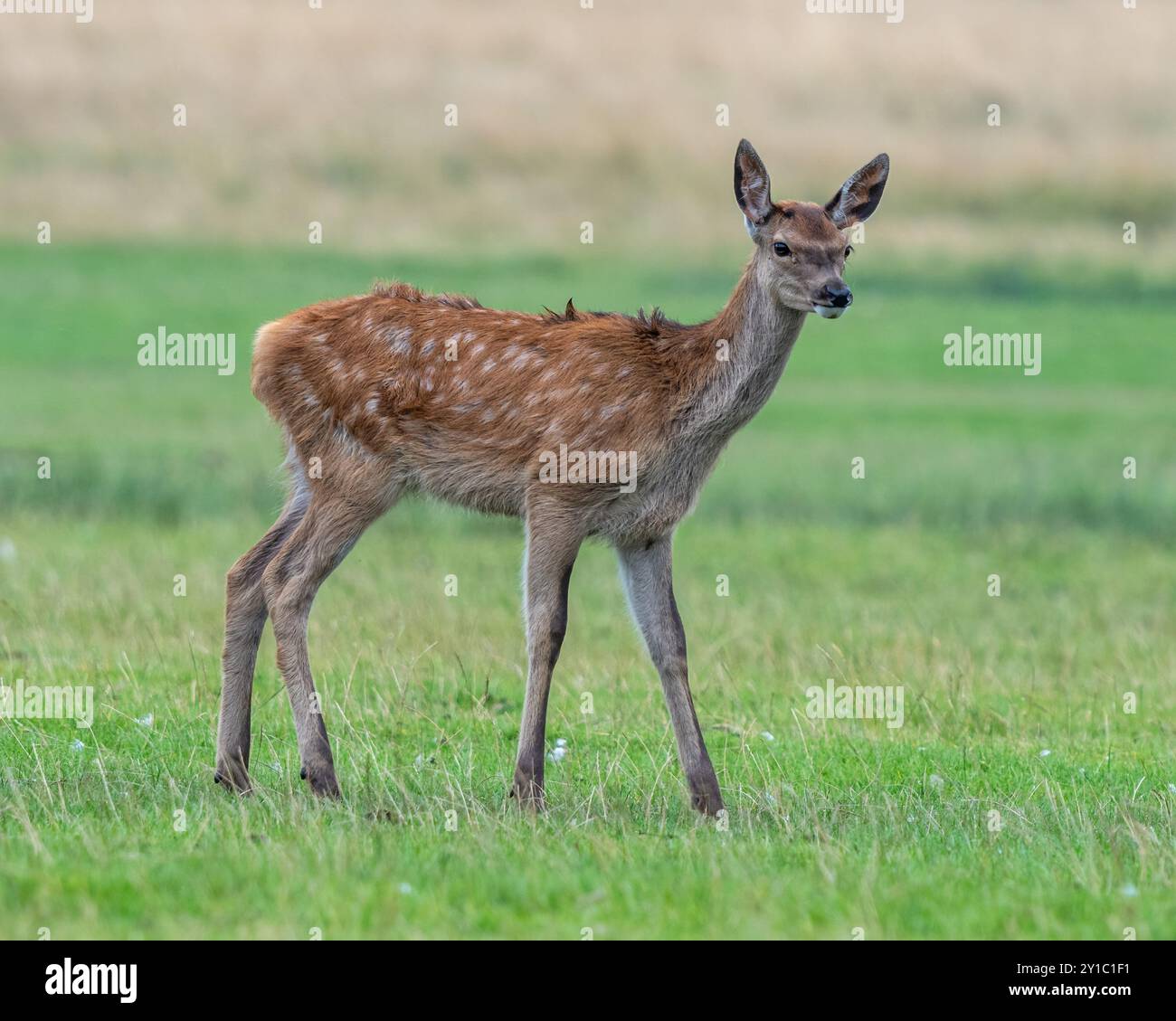 Vitello rosso cervo Foto Stock