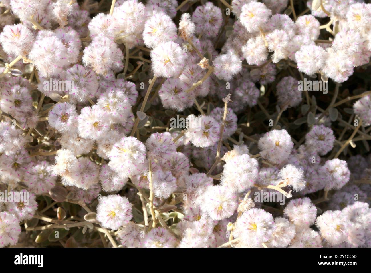 Fondo floreale di cespuglio di cotone (Ptilotus obovatus) chiamato anche Mulla Mulla nativo dell'Australia Foto Stock