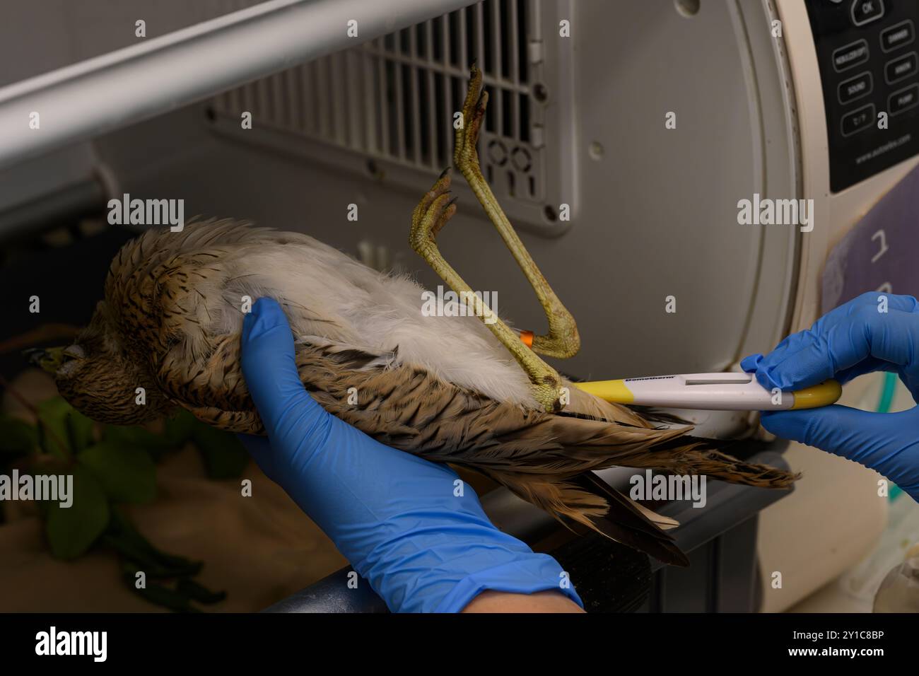 Chirurgo veterinario che controlla la frequenza cardiaca e la temperatura di un riccio eurasiatico molto debole e insensibile (Burhinus oedicnemus) questo campione i Foto Stock