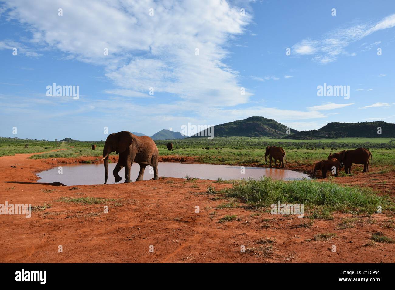 Due elefanti nel Parco Nazionale dello Tsavo Est in Kenya. Nella foto è possibile vedere gli elefanti in posa e vedere la simmetria dei loro tronchi. Foto Stock