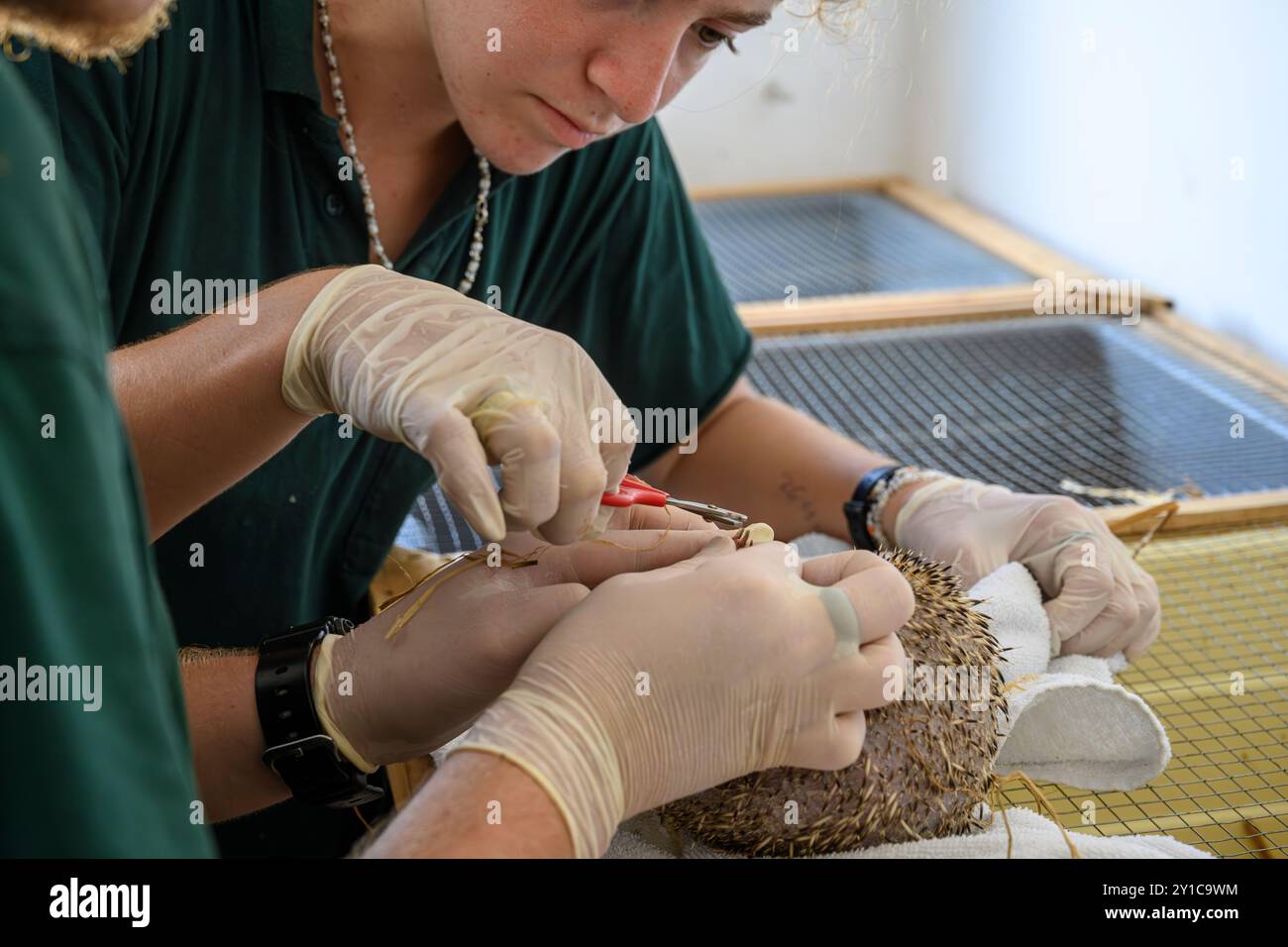 Orit e Yam due personale infermieristico veterinario stanno tagliando le unghie dei ricci ricoverati in ospedale questa procedura assicura che l'animale non si danneggia Foto Stock