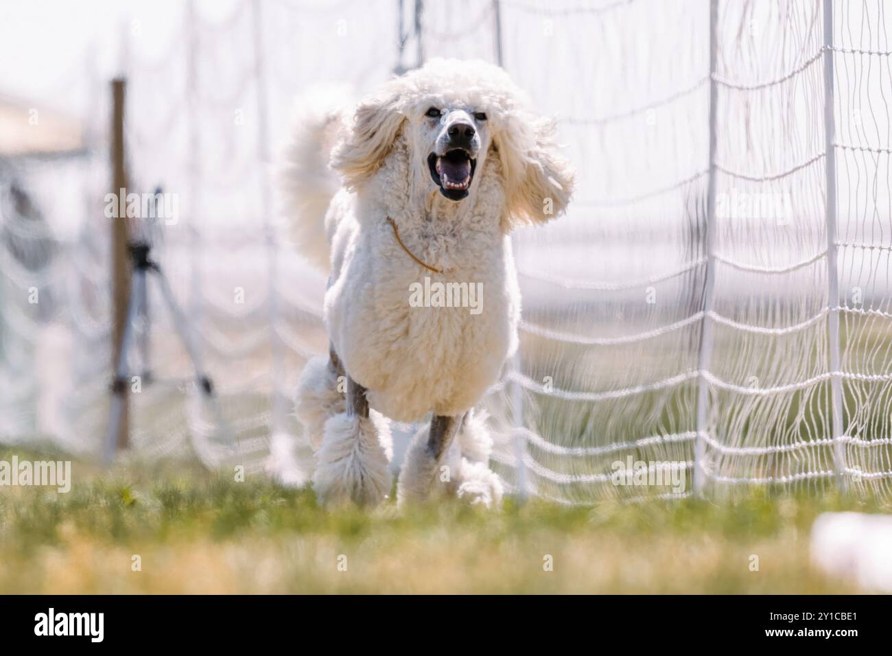 White Standard Poodle Dog Running e Lure Course Dog Sport Foto Stock