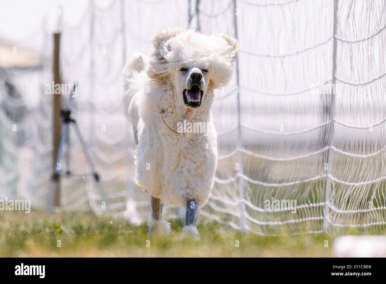 White Standard Poodle Dog Running e Lure Course Dog Sport Foto Stock