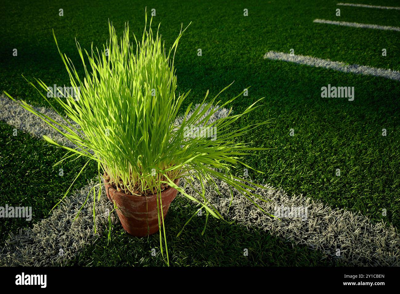 Erba coltivata in contrasto con Astro Turf Foto Stock