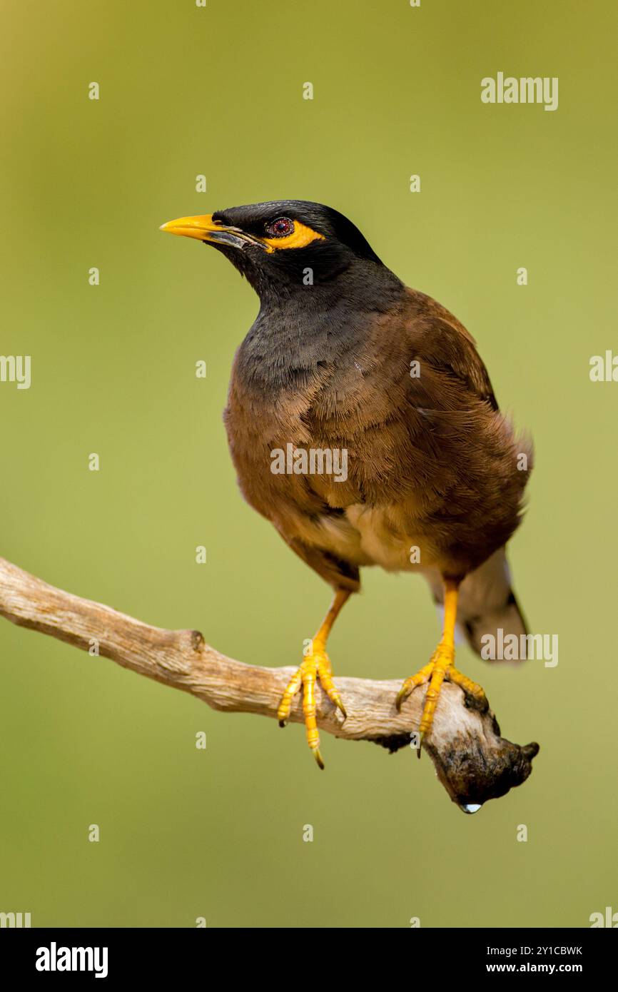 Myna comune (o Myna indiano Acridotheres tristis). Questo uccello è nativo di Asia meridionale tra Afghanistan e Sri Lanka. Il Myna è stato introdotto in Foto Stock