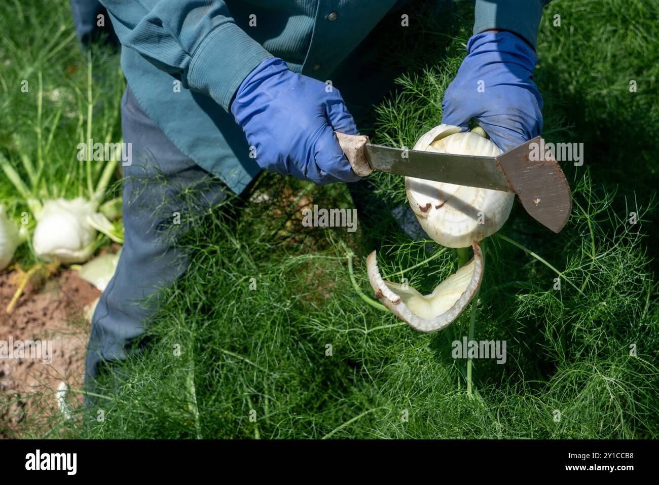 Il lavoratore migrante che raccoglie finocchio sul campo Foto Stock