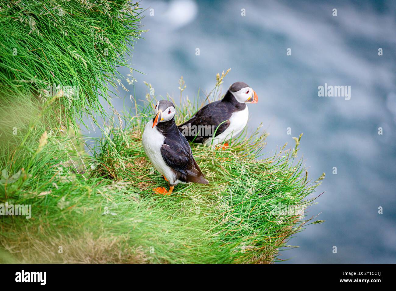 Pulcinelle di mare atlantiche sulle scogliere, Isole Faroe Foto Stock