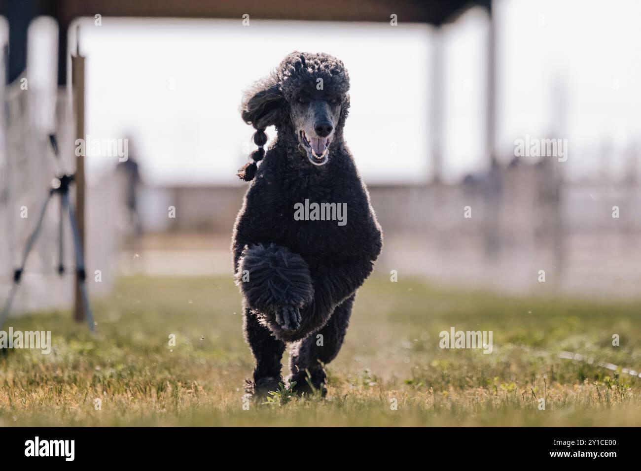 Black Standard Poodle Dog Running Lure Course Dog Sport Foto Stock