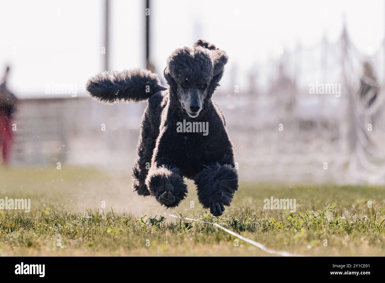 Black Standard Poodle Dog Running Lure Course Dog Sport Foto Stock