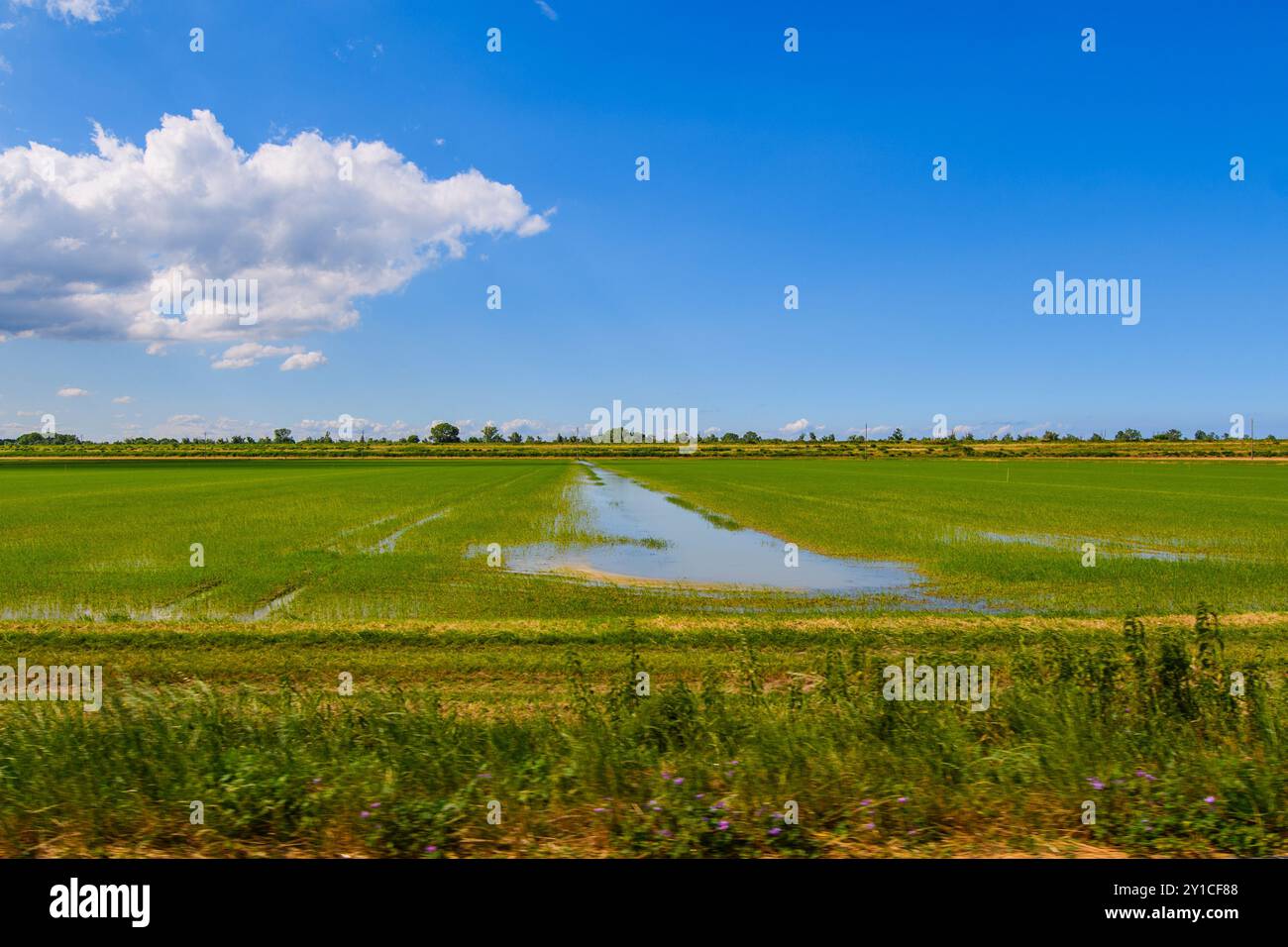 COLLI EUGANEI, ITALIA – 13 GIUGNO 2024: Coltivazione del riso negli splendidi Colli Euganei, caratterizzati da paesaggi ondulati, vigneti e bellezze naturali Foto Stock