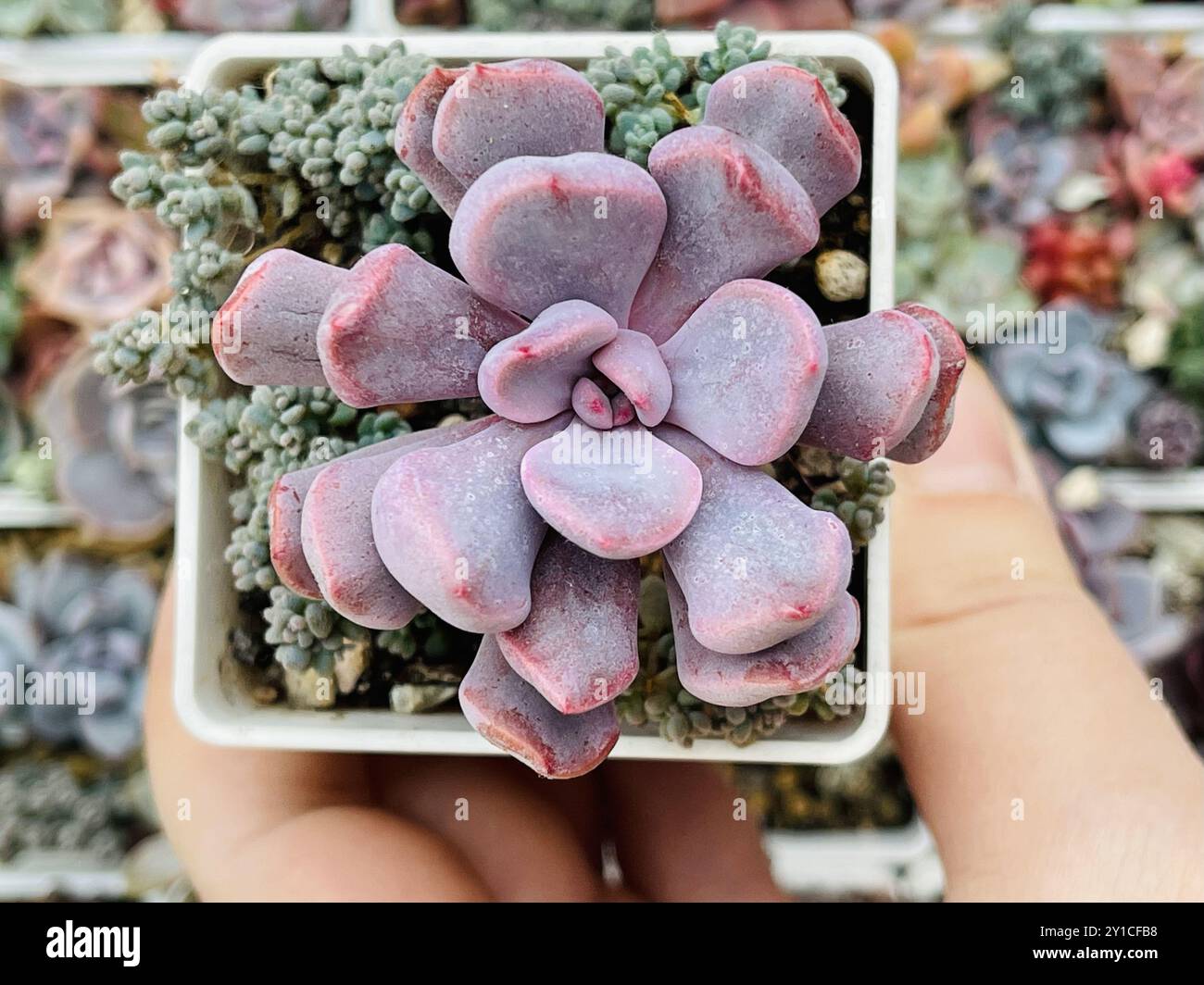 Foglie lunghe e strette con piccole fossette sulle punte di Echeveria Cupido in mano umana Foto Stock