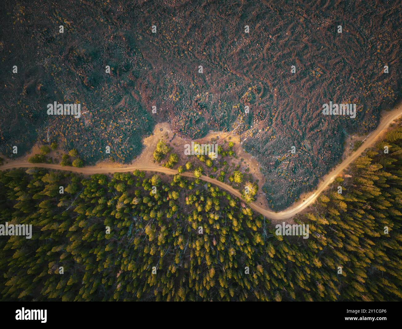 Strada non asfaltata tra una foresta e una terra lavica nell'Oregon orientale Foto Stock