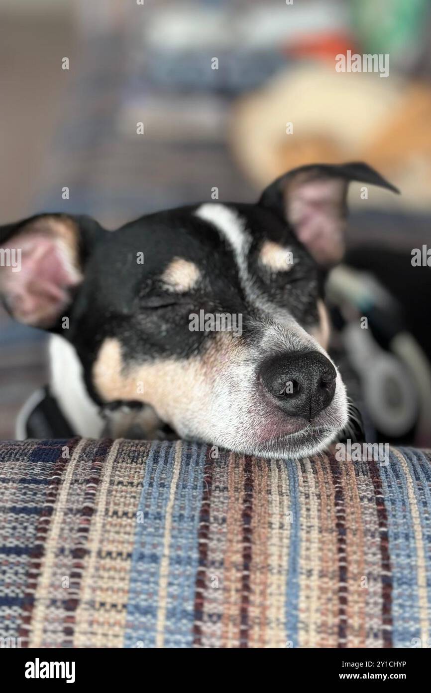Primo piano volto ritratto di un cane Jack Russell Terrier in bianco e nero disteso su un divano, occhi chiusi, sonno tranquillo, profondità di campo Foto Stock