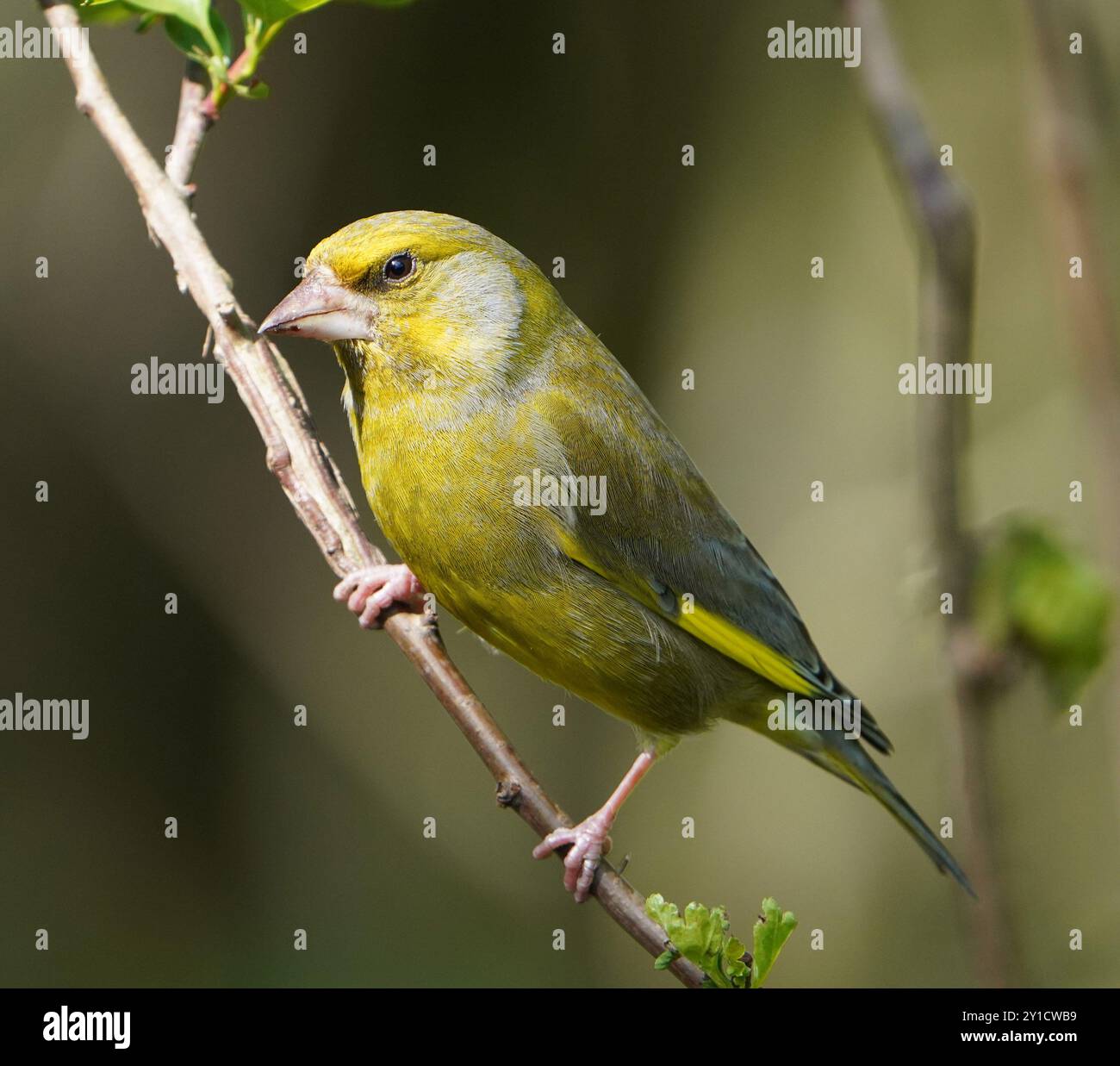 European Greenfinch è arroccato sulla diramazione della riserva naturale di Darley & Nutwood, Darley Abbey, Derbyshire. Foto Stock