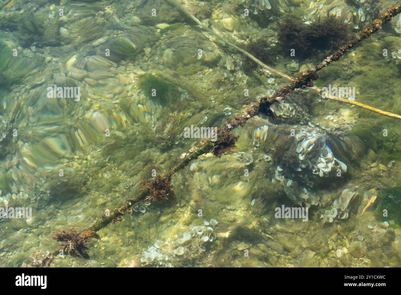 Fune sottomarina ricoperta di creature marine, alghe ed erba Foto Stock