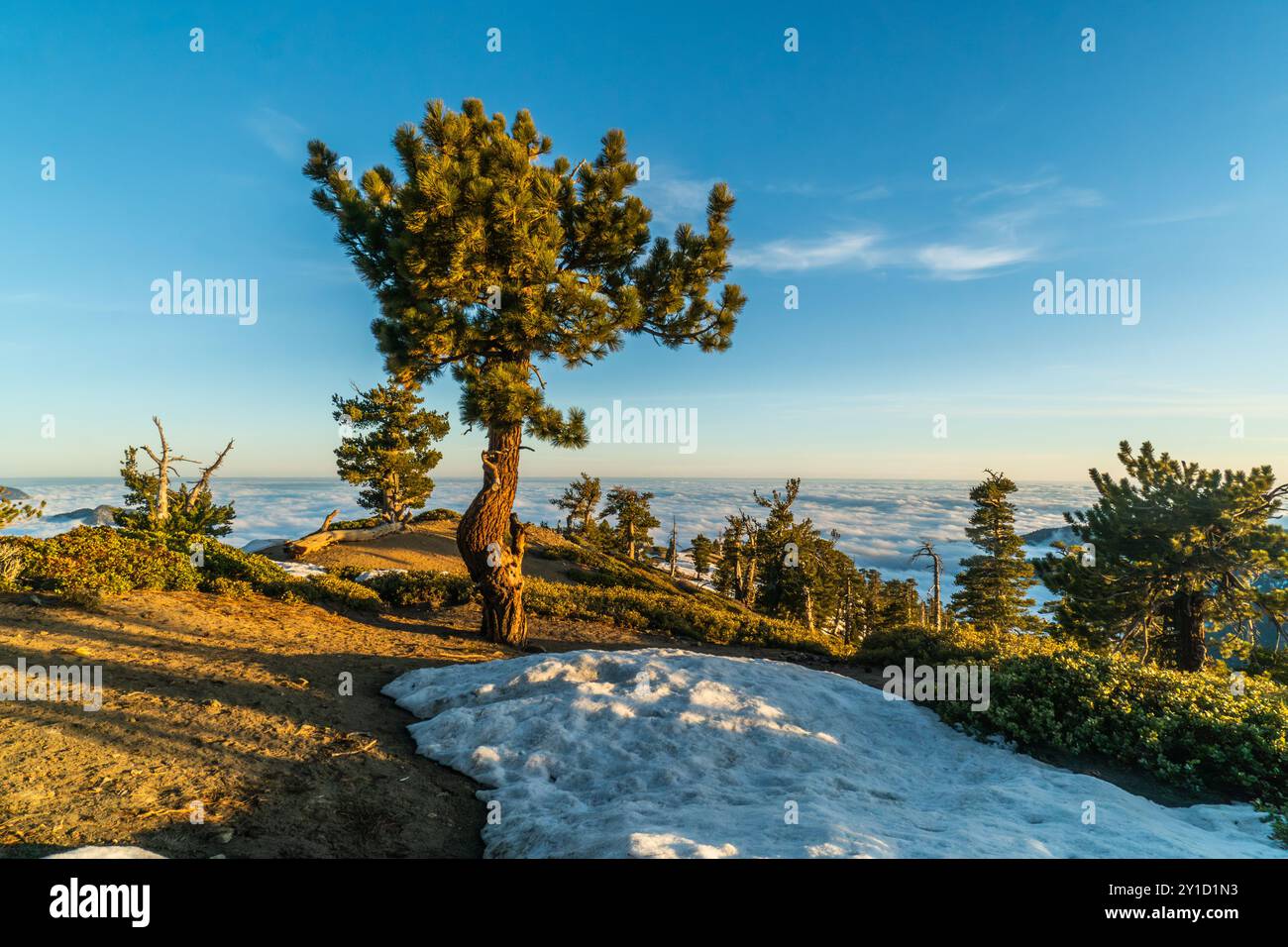 Un albero è in piedi nella neve su una collina. Il cielo è blu e il sole splende Foto Stock