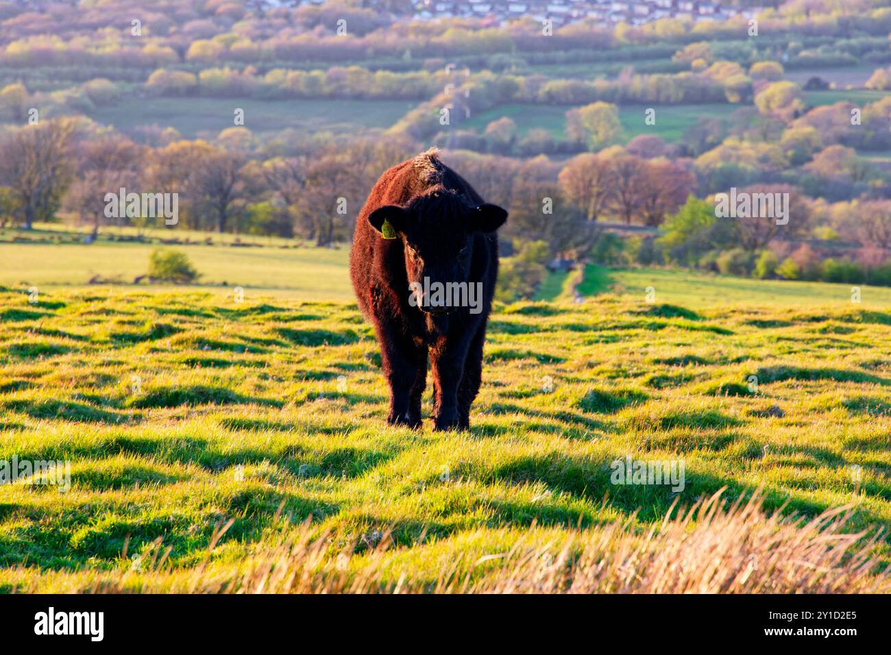 Una mucca è rivolta verso la fotocamera al tramonto sul lato di una collina, con il paesaggio visibile dietro. Foto Stock