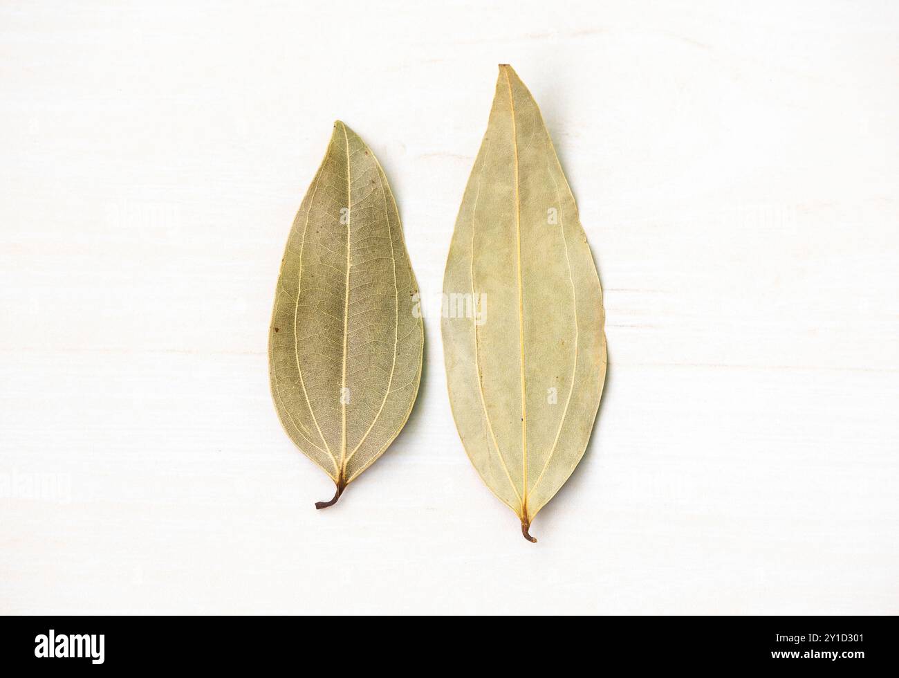 Due foglie di alloro essiccate isolate su sfondo bianco. Vista anteriore e posteriore. È anche conosciuta come Tejpata, Cassia Leaves, Cinnamomum tamala, Indian Bay le Foto Stock