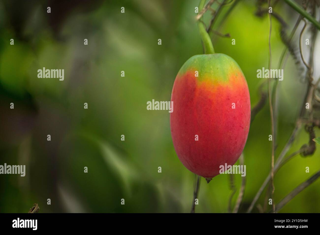 Splendido frutto scarlatto coccinia indica, noto anche come edera gourd Foto Stock