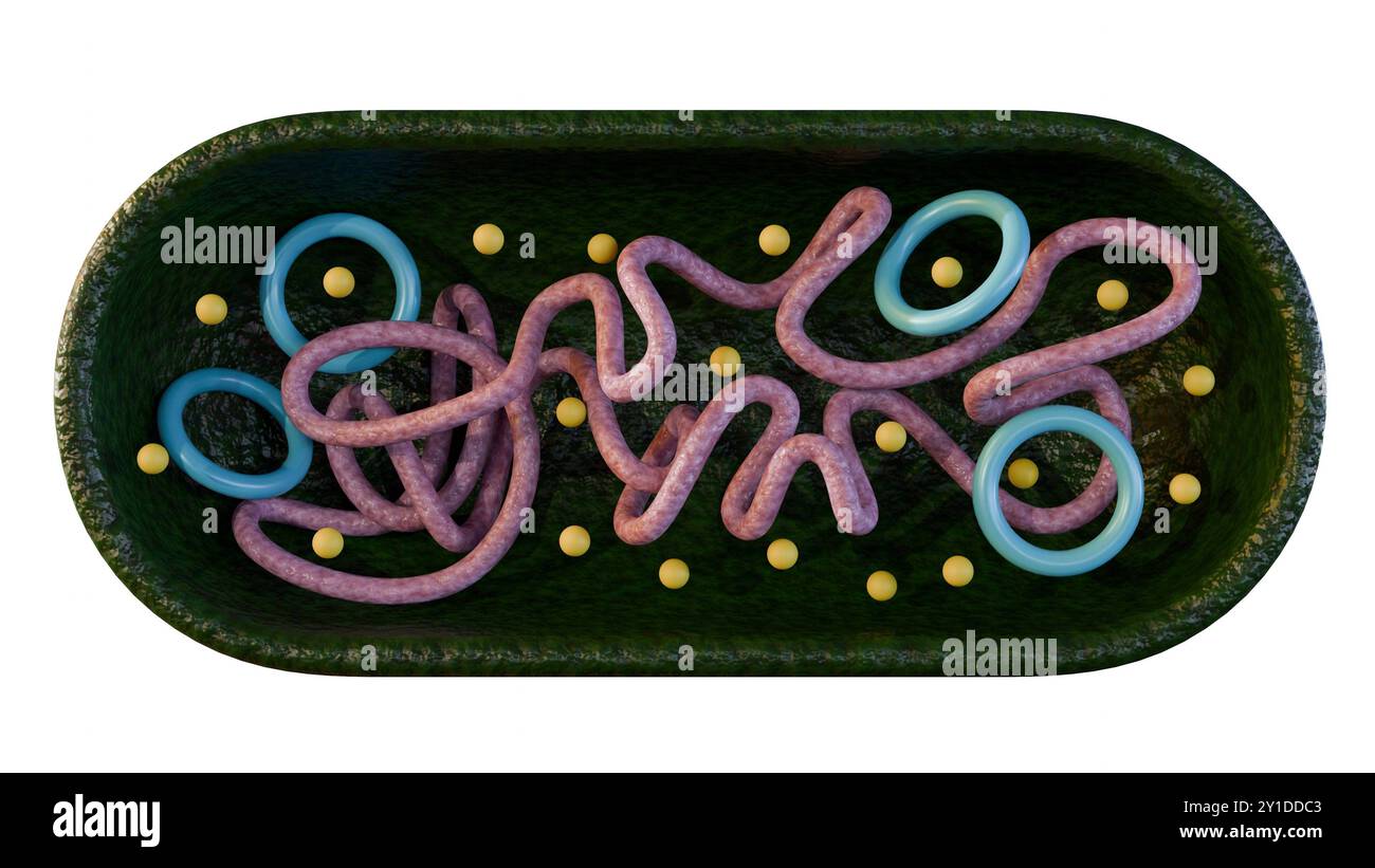 Rappresentazione 3D di una sezione trasversale di una cellula batterica, che mostra i suoi organelli. e' una cellula batterica procariota. Foto Stock