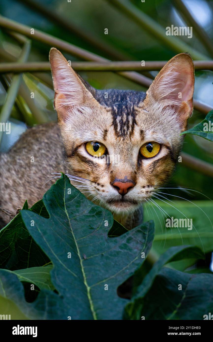 Un curioso gatto randagio indiano si rifugia in un albero, occhi spalancati. Riprese da vicino, perfette per la fauna selvatica e le riprese urbane. Foto Stock Un curioso gatto randagio indiano si rifugia in un albero, occhi spalancati. Riprese da vicino, perfette per la fauna selvatica e le riprese urbane. Foto Stock