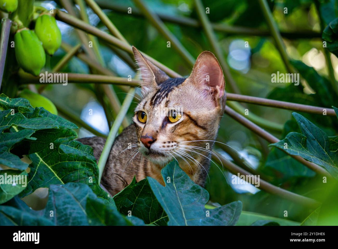 Un curioso gatto randagio indiano si rifugia in un albero, occhi spalancati. Riprese da vicino, perfette per la fauna selvatica e le riprese urbane. Foto Stock Un curioso gatto randagio indiano si rifugia in un albero, occhi spalancati. Riprese da vicino, perfette per la fauna selvatica e le riprese urbane. Foto Stock