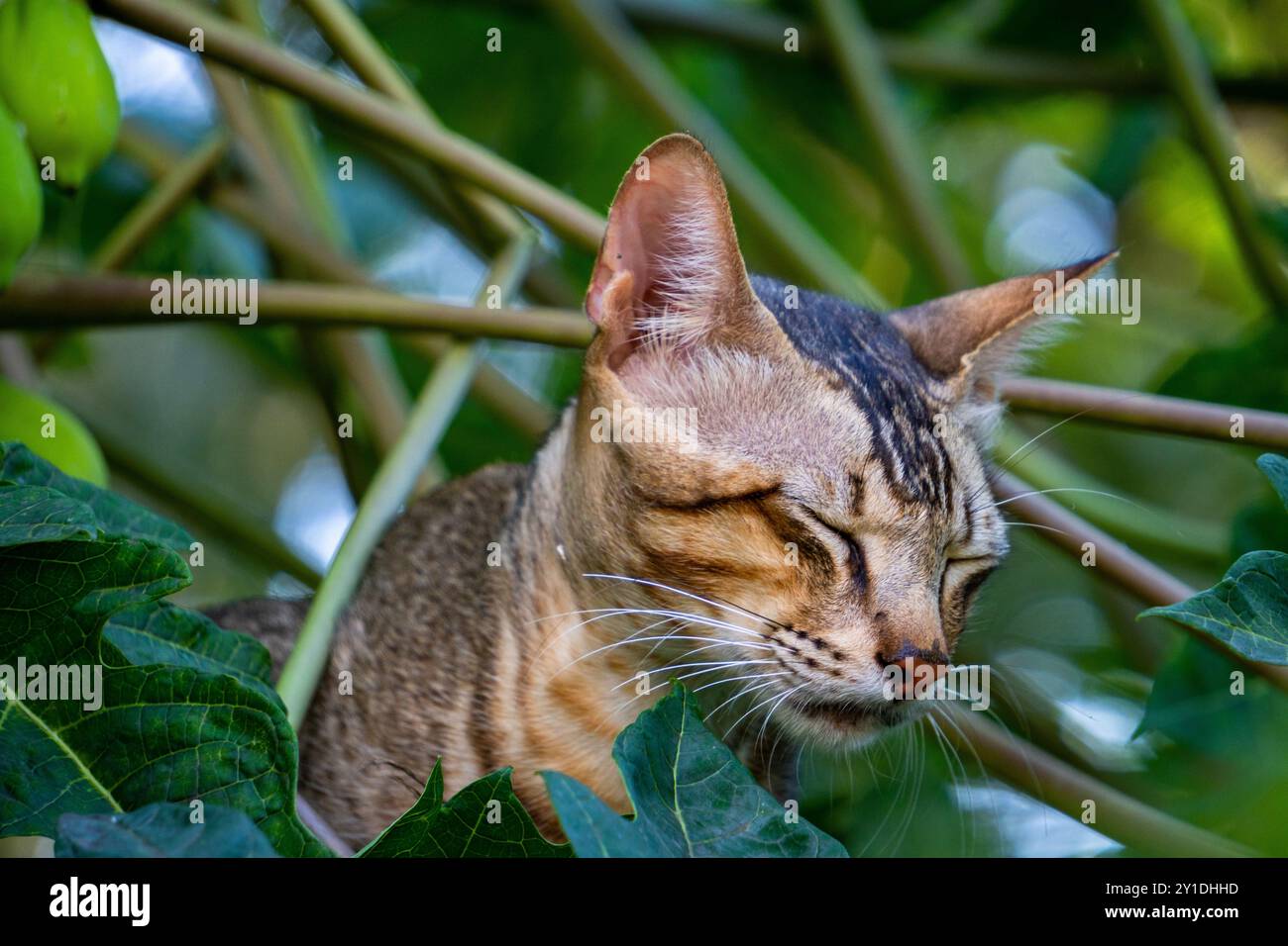 Un curioso gatto randagio indiano si rifugia in un albero, occhi spalancati. Riprese da vicino, perfette per la fauna selvatica e le riprese urbane. Foto Stock
