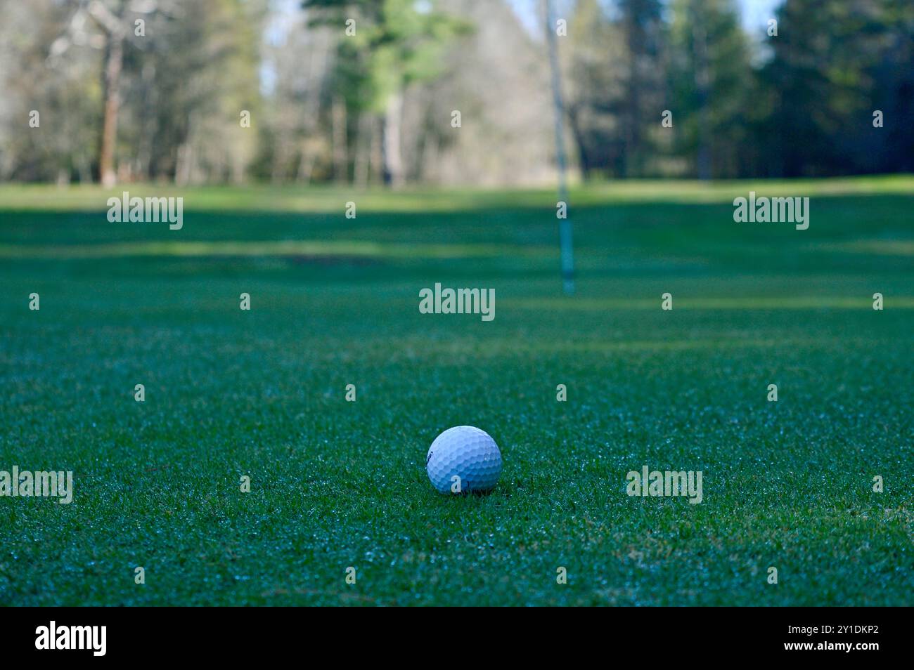 pronto a putt per uccellino o par Foto Stock