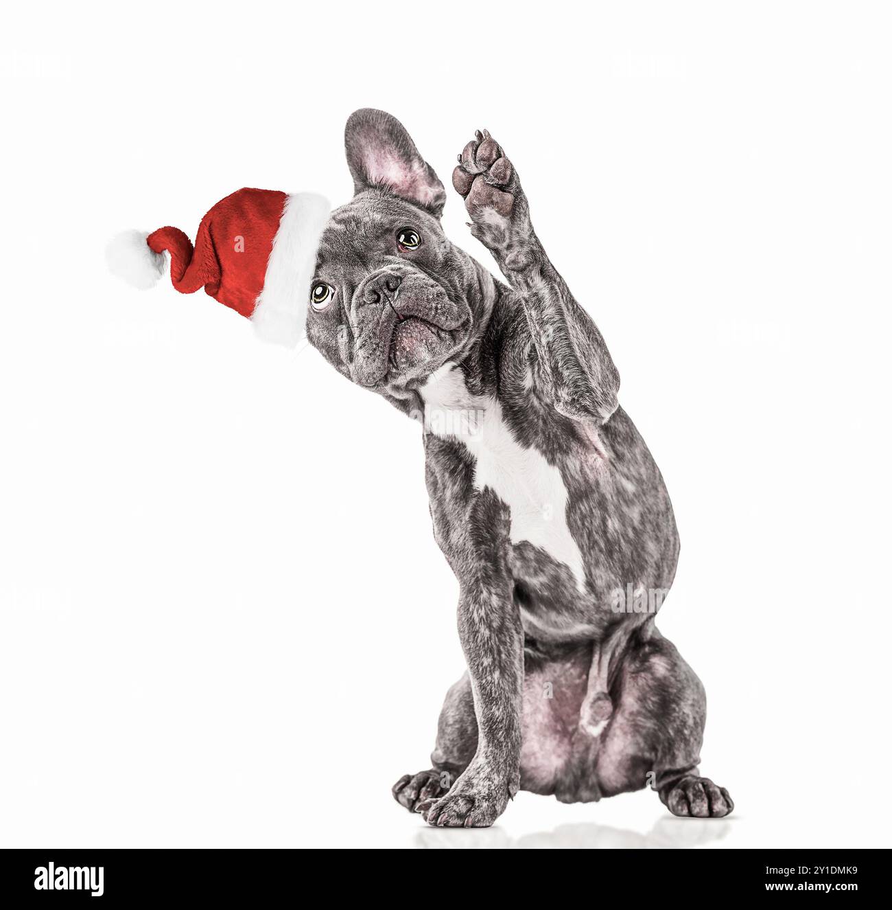 Bulldog francese grigio che indossa il cappello di Babbo Natale Foto Stock