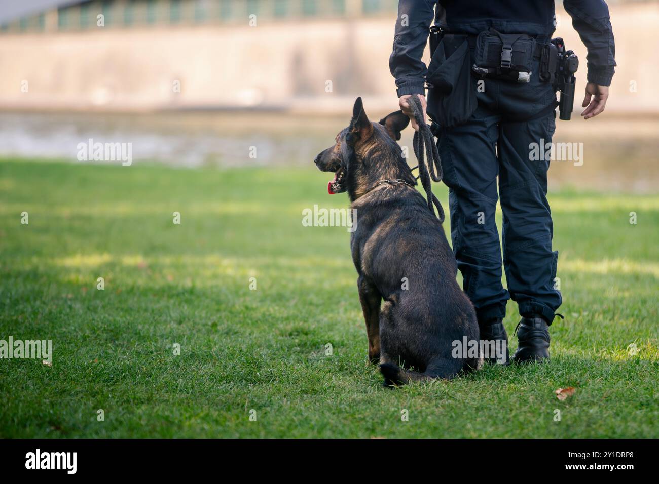 Pattuglia della polizia con il cane. Attenzione selettiva al pastore tedesco nell'imbracatura. Foto Stock