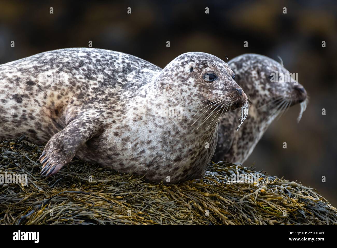 Rilassanti foche comuni o foche del porto (Phoca Vitulina) sulla costa atlantica dell'isola di Skye vicino a Dunvegan in Scozia, Regno Unito Foto Stock