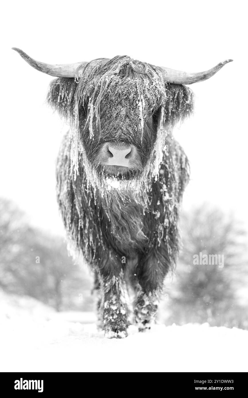 Mucca delle Highland nella neve invernale, immagine scattata su Ebbw vale nel Galles meridionale Foto Stock