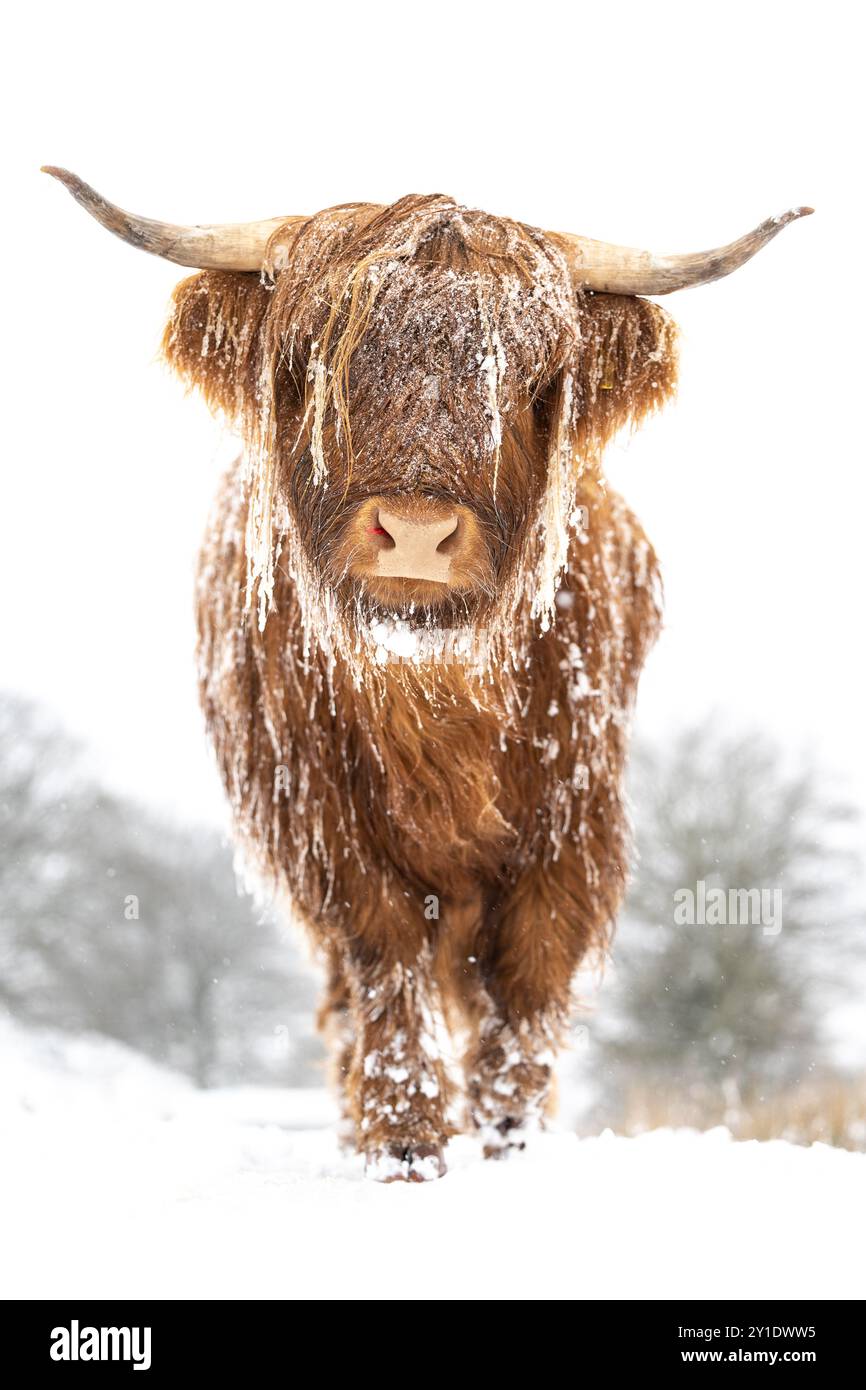 Mucca delle Highland nella neve invernale, immagine scattata su Ebbw vale nel Galles meridionale Foto Stock