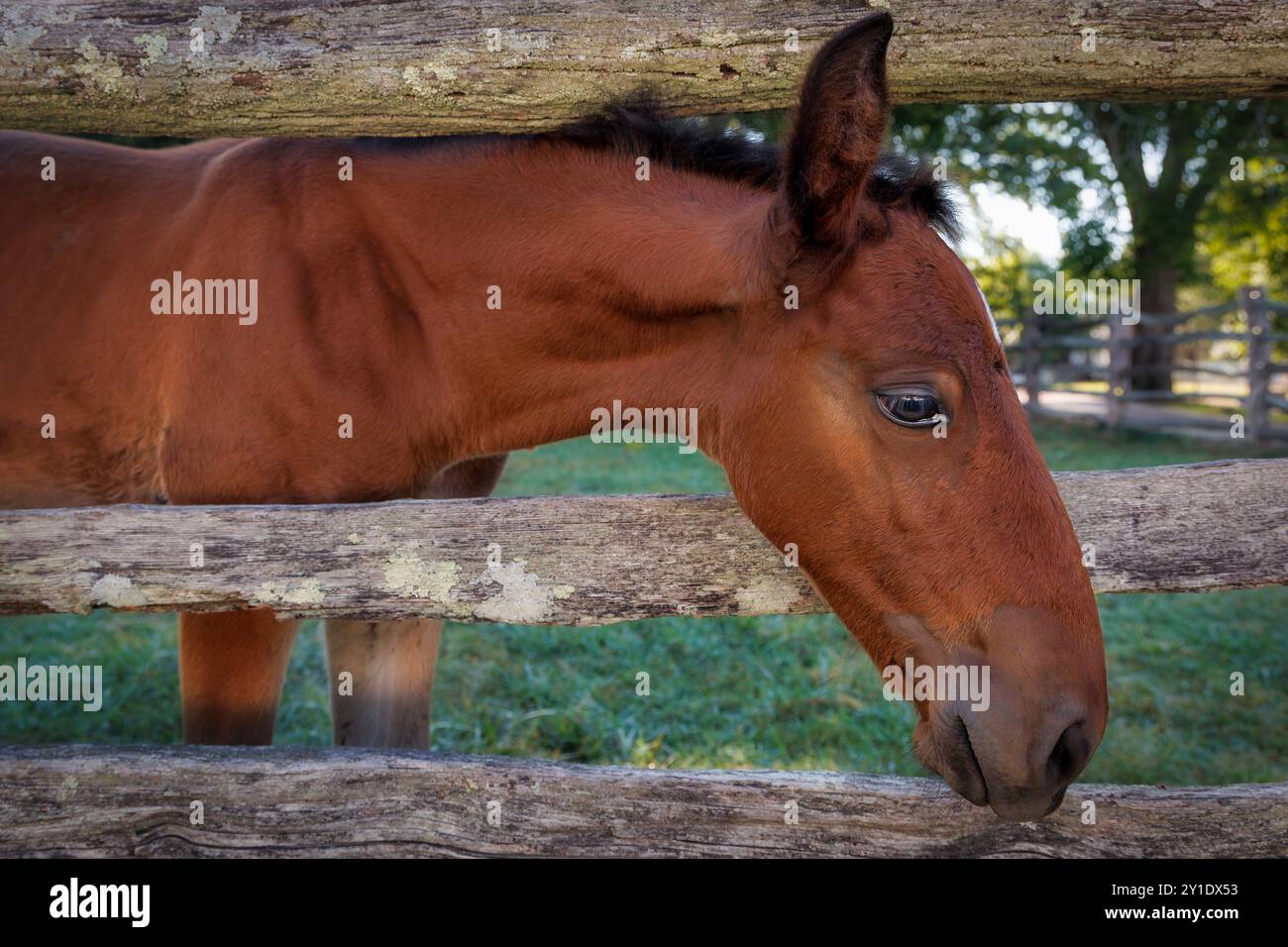 Un giovane puledro si trova in una recinzione di legno a Williamsburg, Virginia. Foto Stock