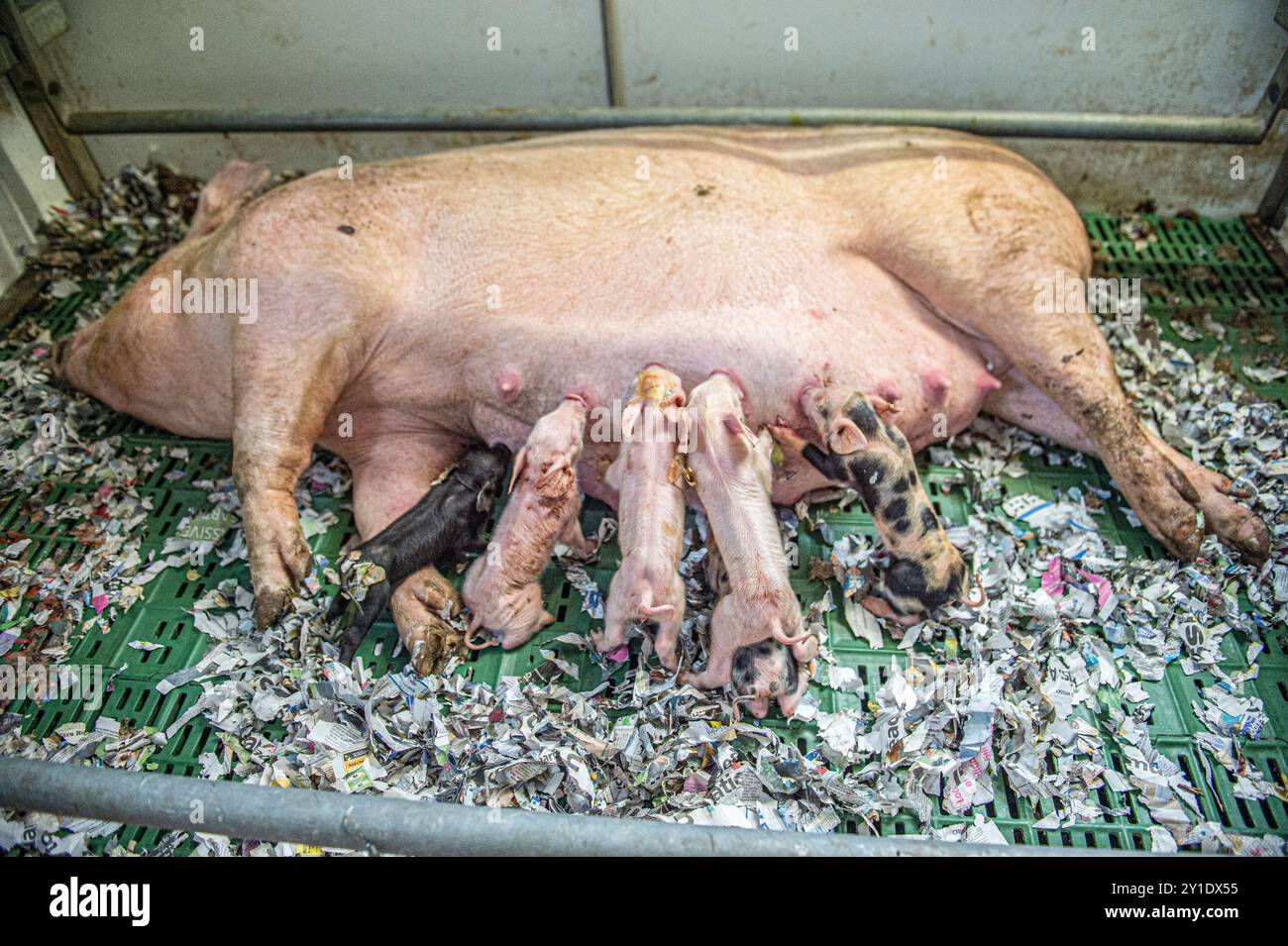 scrofa bianca commerciale di grandi dimensioni, suinetti lattanti in una penna di allevamento Foto Stock