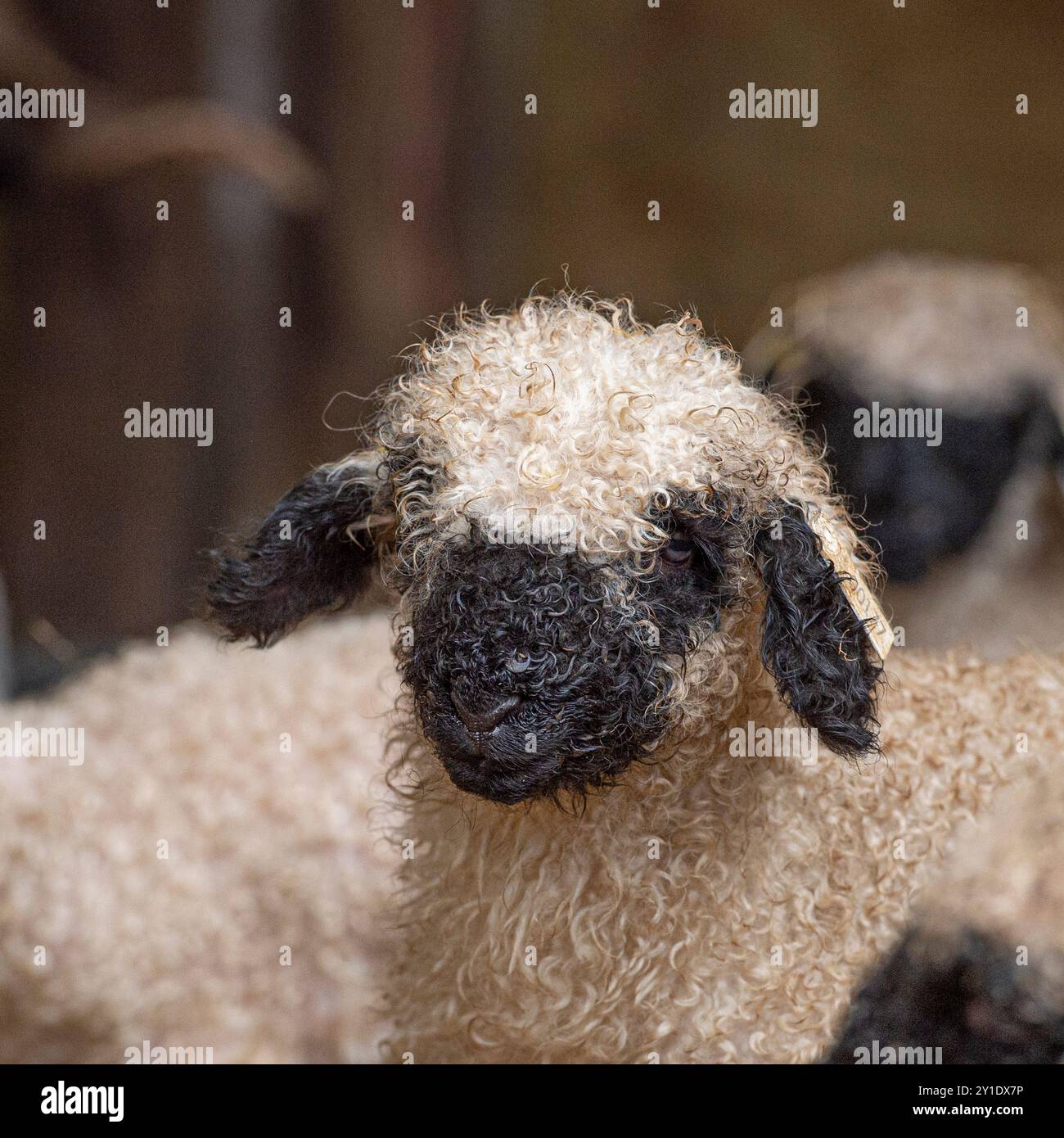 agnello di pecora vallese dal naso nero Foto Stock