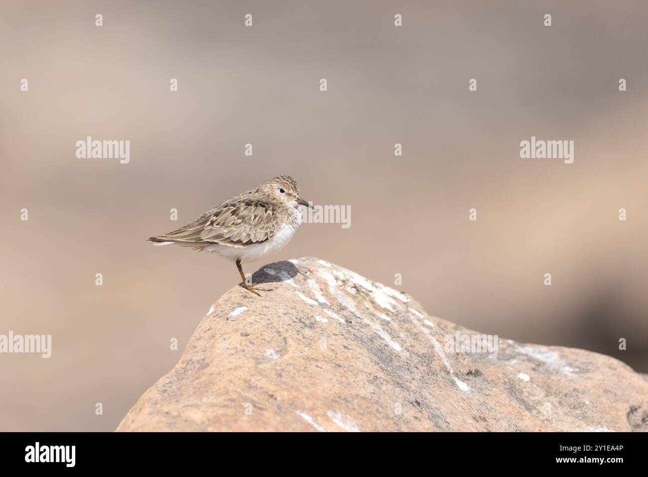 Temminck's stint (Calidris temminckii), Norvegia Foto Stock