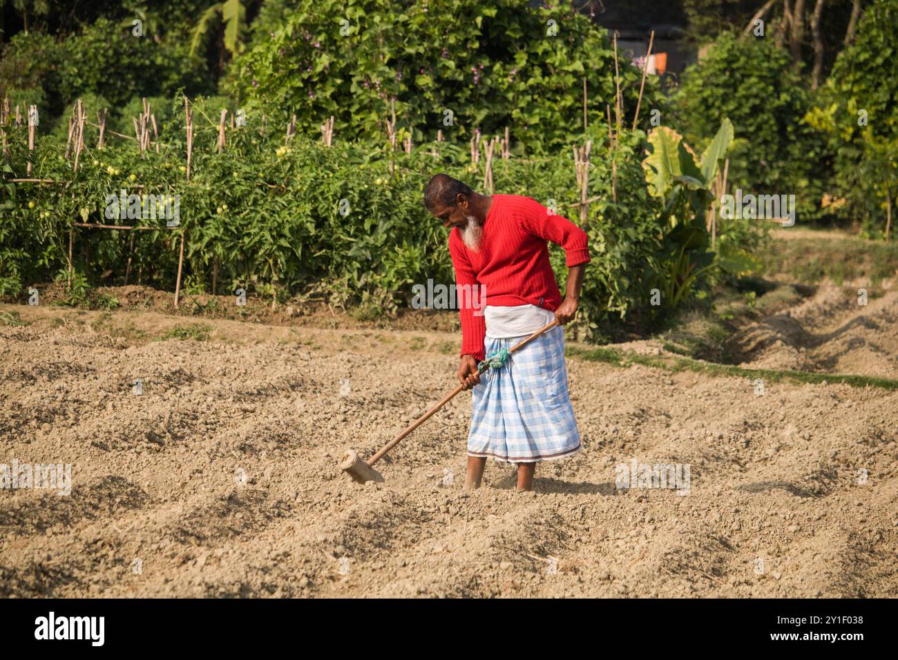 Agricoltore di sesso maschile e femminile che lavora in un campo agricolo in primavera. Vita rurale contadina in bangladesh,Cumilla-Bangladesh:febbraio-6,2024 Foto Stock