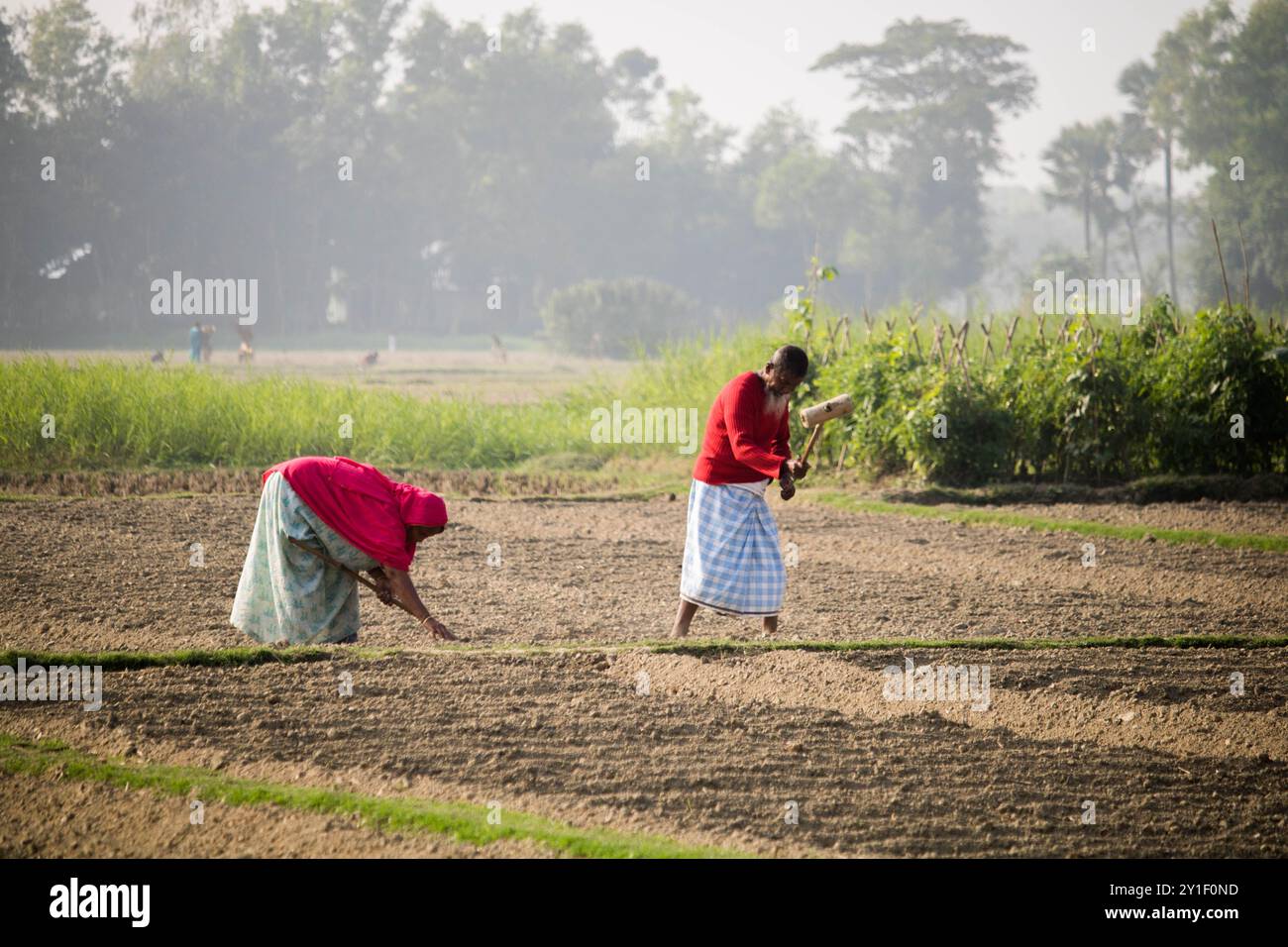 Agricoltore di sesso maschile e femminile che lavora in un campo agricolo in primavera. Vita rurale contadina in bangladesh,Cumilla-Bangladesh:febbraio-6,2024 Foto Stock