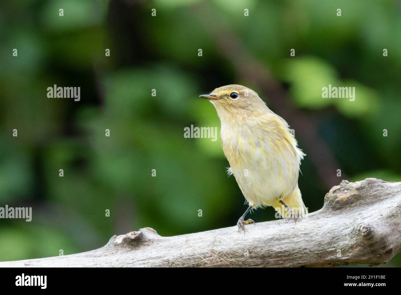 Chiffchaff, Phylloscopus collybita, arroccato in un Bedfordshire Garden, UKI Foto Stock