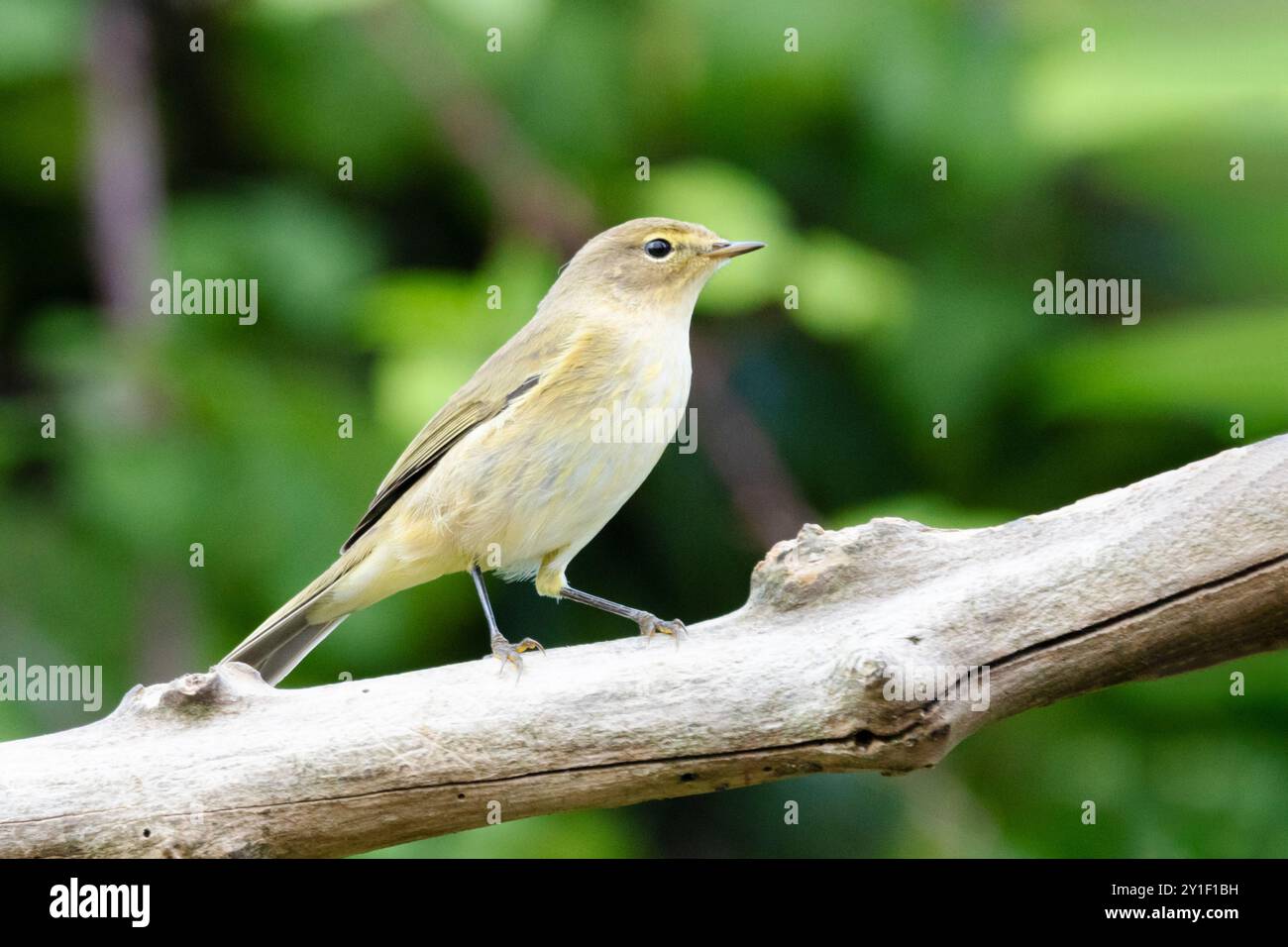 Chiffchaff, Phylloscopus collybita, arroccato in un Bedfordshire Garden, UKI Foto Stock