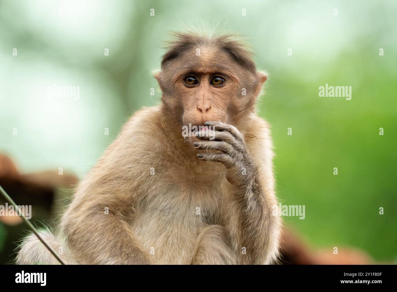 Primo piano di una scimmia nella riserva delle tigri di Mudumalai, catturando lo sguardo espressivo e le texture dettagliate della pelliccia, ambientato contro la lussureggiante natura selvaggia Foto Stock