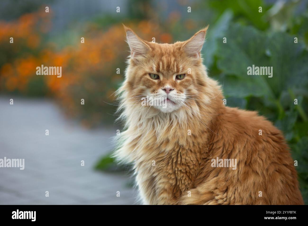Un ritratto di un gatto rosso del Maine Coon seduto in un giardino. Primo piano. Foto Stock
